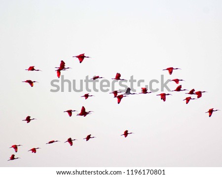 Similar – Rosa Flamingos fliegen durch den Himmel von Guajira Kolumbien.