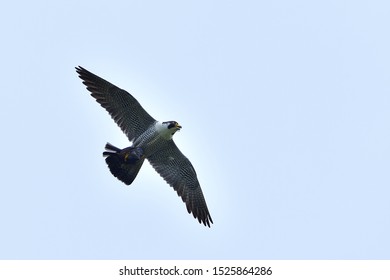 Flight Scene Peregrine Falcon Hayabusa Sky Stock Photo 1525864286 ...