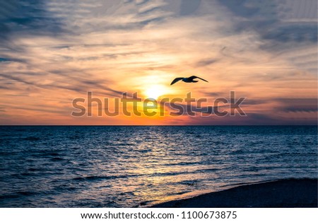 Flight of seagull bird over sunset ocean