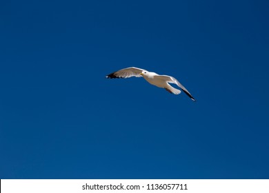 A flight of seagulls in the blue sky over Baikal in the hot summer afternoon.