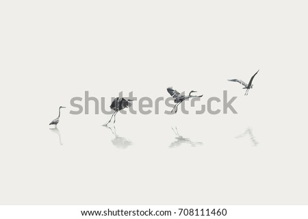 flight steps progress of a migratory bird