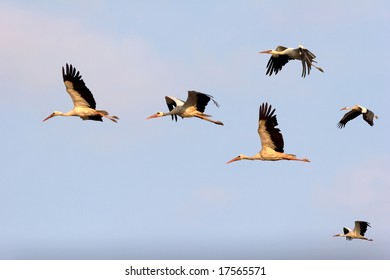 Flight Of Storks In The Evening Sky To The Overnight Stay.