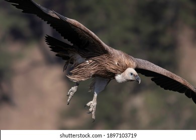 Vulture Images, Stock Photos & Vectors | Shutterstock