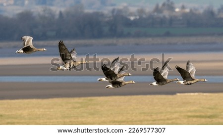 Similar – Image, Stock Photo White-fronted geese