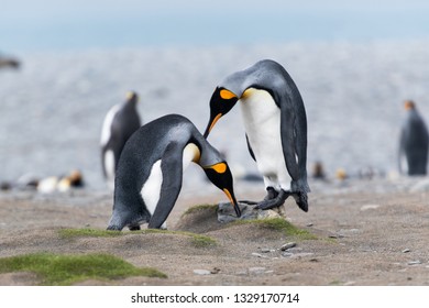 Flightless bird penguin - Shutterstock ID 1329170714