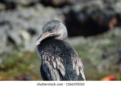 Flightless Cormorant Closeup Sapphire Eyes