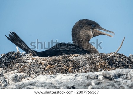 Flightless Cormorant Nesting on Rocks, Isabela Island