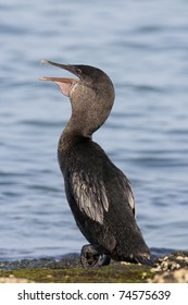 ガラパゴス小羽鵜