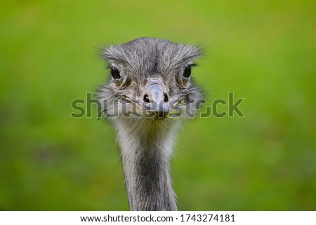 Similar – In the sights of the emus