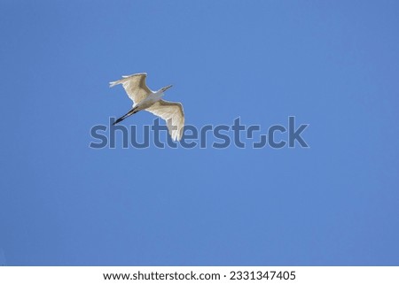 The fligth of Great Egret also know the Garça or Garceta flying in a park. Species Ardea alba. Animal world. Bird lover. Birdwatcher. Birding
