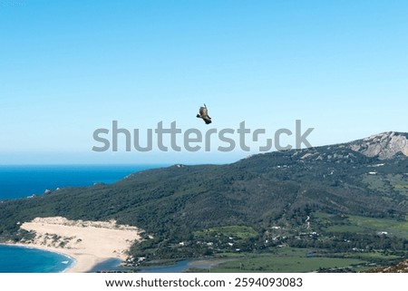 the fligth of the vulture
