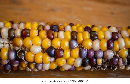 Flint Corn Indian Corn - Zea Mays Var. Indurata 