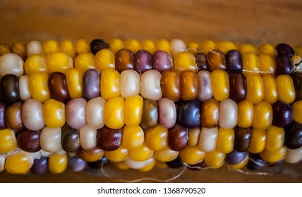 Flint Corn Indian Corn - Zea Mays Var. Indurata 