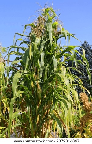 Flint corn (Zea mays var. indurata; also known as Indian corn or sometimes calico corn) is a variant of maize, the same species as common corn