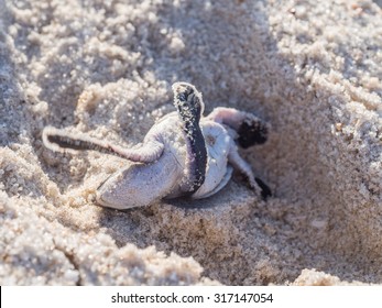 Flipped Small Green Sea Turtle (Chelonia Mydas), Also Known As Black (sea) Turtle Struggling To Get Up On His Way To The Sea On Kutani Beach In Tanzania, Africa, Shortly After Hatching From His Egg.