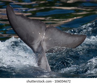 Flipper