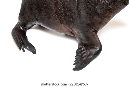 flippers of a South American sea lion, Otaria byronia, isolated on white