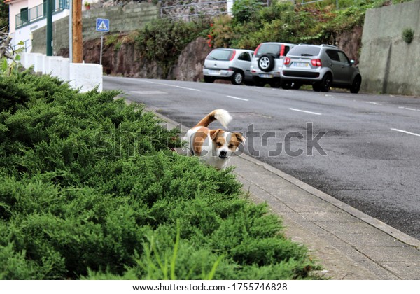 A flirtatious dog\
alone on the streets