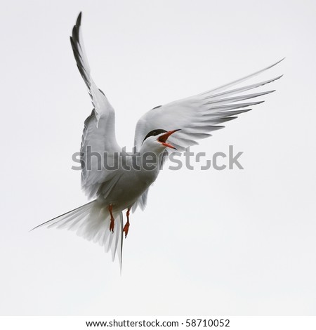 Flit Tern / The Common Tern is a seabird of the tern family Sternidae. This bird has a circumpolar distribution breeding in temperate and sub-Arctic regions of Europe, Asia and east and America.