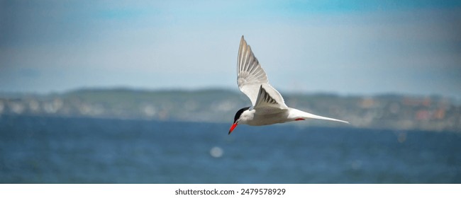 Flitting The Common Tern (Sterna hirundo) on blue sky background.