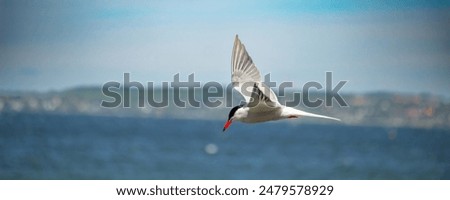 Flitting The Common Tern (Sterna hirundo) on blue sky background.