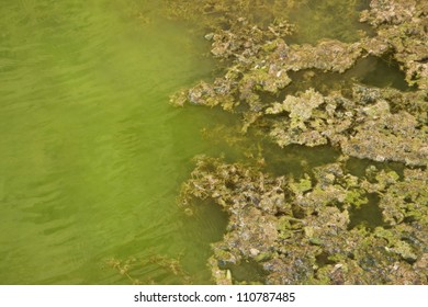 10,123 Algae pollution Images, Stock Photos & Vectors | Shutterstock