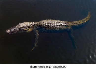 Floating Alligator