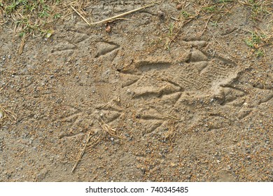 Floating Animal Duck Feet In The Ground