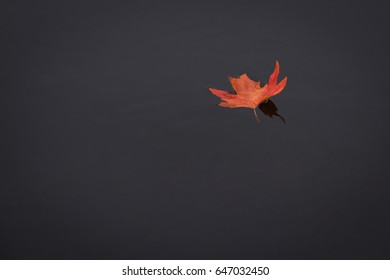 Floating Autumn Leaf