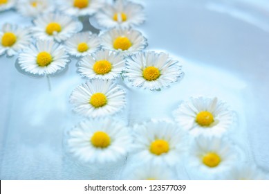 Flowers Floating On Water Images Stock Photos Vectors Shutterstock