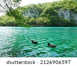 Floating ducks and fish, Plitvice Lakes, Croatia