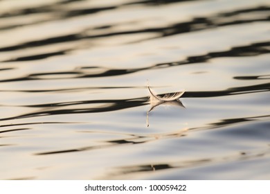 52,288 Floating feather water Images, Stock Photos & Vectors | Shutterstock