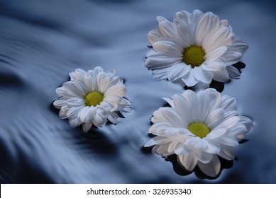 Flower Floating In Water Images Stock Photos Vectors Shutterstock