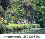 The floating gardens of Les Hortillonnages, Amiens, France which consist of small, fertile cultivated islands in the marshy terrain of bed of the River Somme. Only accessible by boat or footbridge.
