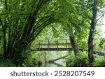 The floating gardens of Les Hortillonnages, Amiens, France which consist of small cultivated islands located in the marshy terrain of bed of the River Somme. Only accessible by boat or footbridge.