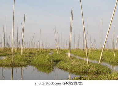 A Floating gardens on the Lake Inle, Shan State, Myanmar. Traditional agriculture method wich used a small rectangular areas of fertile land to grow crops on the shallow lake bed - Powered by Shutterstock