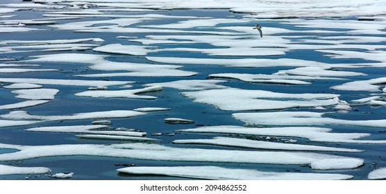 Floating Ice In Chukchi Sea, Russian Far East