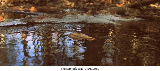 Floating Leaf