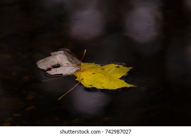 Floating Leaf