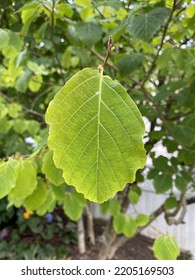 Floating Leaf, European Beech, Close Up