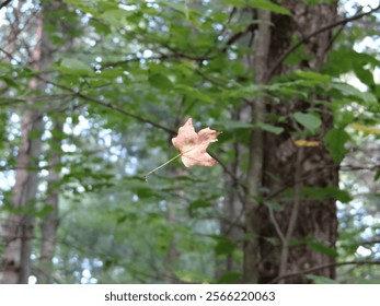 Floating Leaf in the Forest