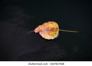 Floating leaf with smooth background.