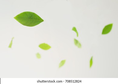 Floating leaves with a white background. Tea leaves. White background.