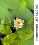 Floating Lotus Flower Surrounded By Lilypads