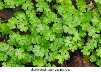 Floating Marsh Pennywort, Hydrocotyle Ranunculoides, Growing In The Pacific Northwest, Whidbey Island, Washington State.