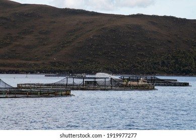 The Floating Nets Of A Salmon Farm In Tasmania