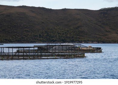 The Floating Nets Of A Salmon Farm In Tasmania