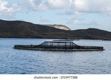 The Floating Nets Of A Salmon Farm In Tasmania