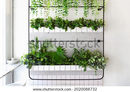 Floating plants on wall beside counter bar. Vertical garden indoors.