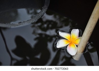 Floating Plumaria Flower At The Big Water Jar